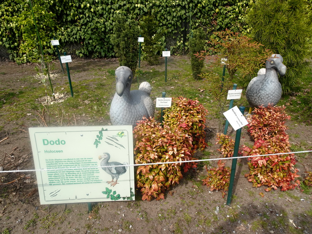Statues of Dodos at the Garden of the Oertijdmuseum, with explanation