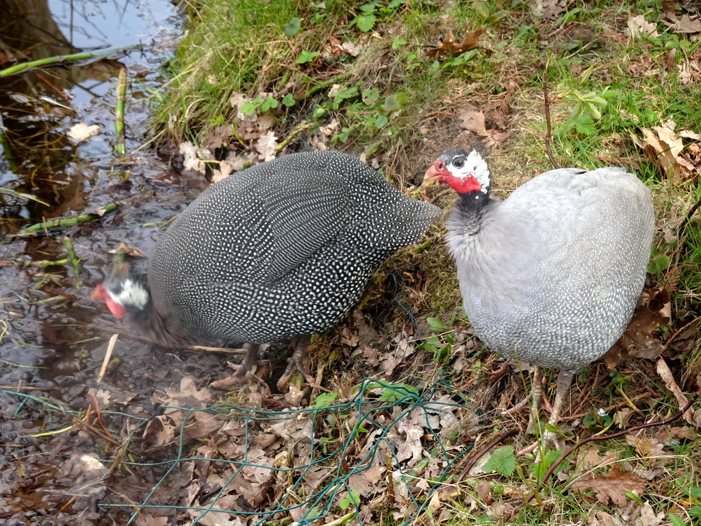 Guineafowls in the Garden of the Oertijdmuseum