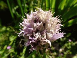 Flower at the parking lot of the Oertijdmuseum