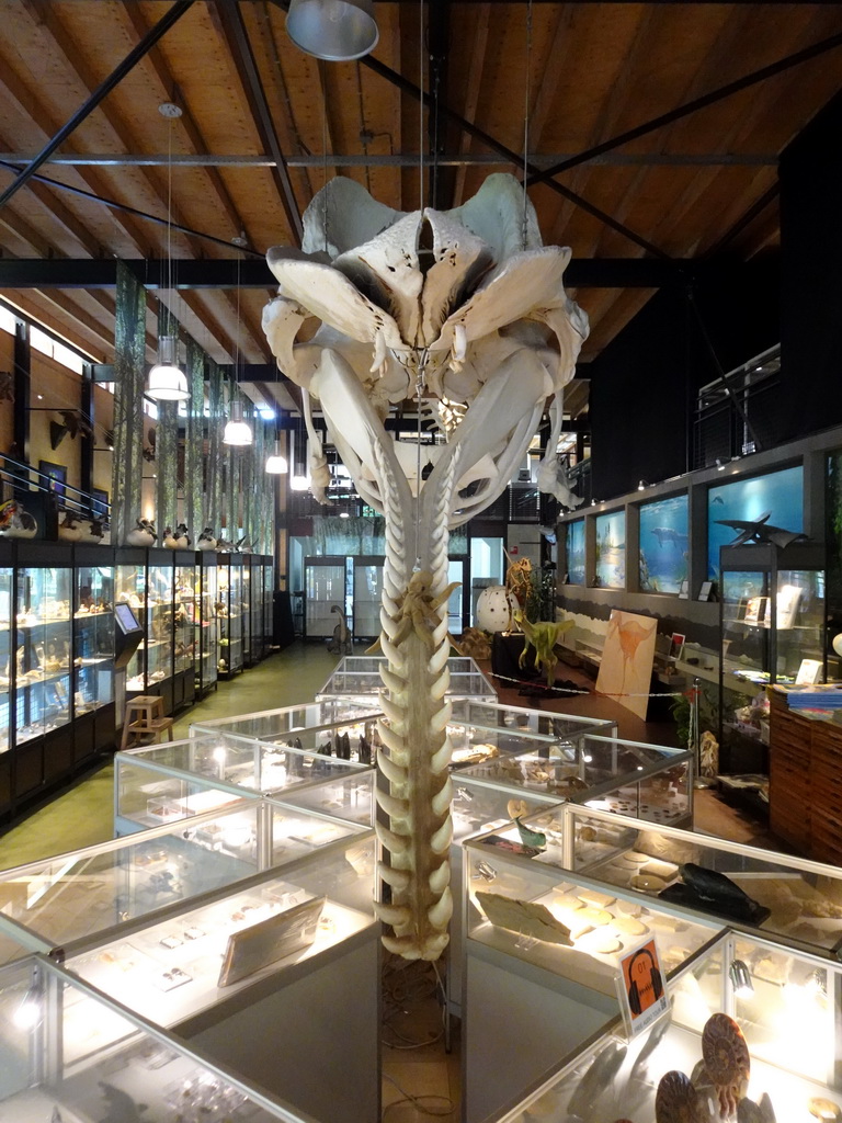 Skeleton of Casper the Sperm Whale above the Lower Floor of the Museum Building of the Oertijdmuseum