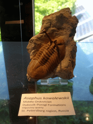 Fossil of the trilobite Asaphus kowalewskii at the Upper Floor of the Museum Building of the Oertijdmuseum, with explanation