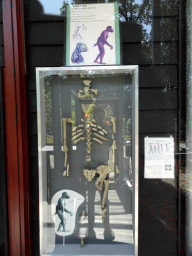 Skeleton of the Australopithecus `Lucy` in the hallway from the Dinohal building to the Museum building of the Oertijdmuseum, with explanation