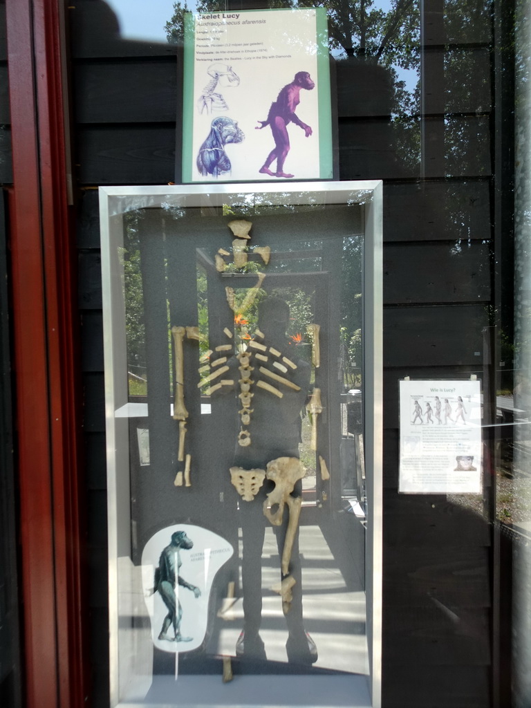 Skeleton of the Australopithecus `Lucy` in the hallway from the Dinohal building to the Museum building of the Oertijdmuseum, with explanation