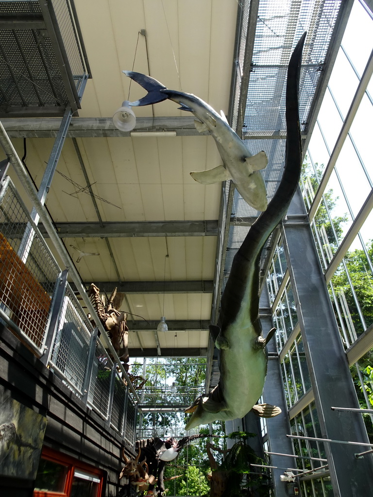 Stuffed Shark and dinosaur statue hanging on the ceiling of the hallway from the Museum building to the Dinohal building of the Oertijdmuseum
