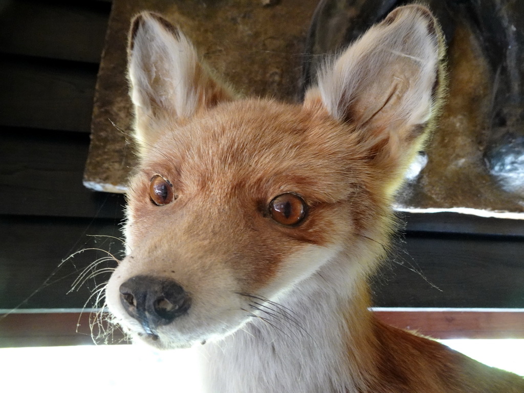 Stuffed Fox in the hallway from the Dinohal building to the Museum building of the Oertijdmuseum