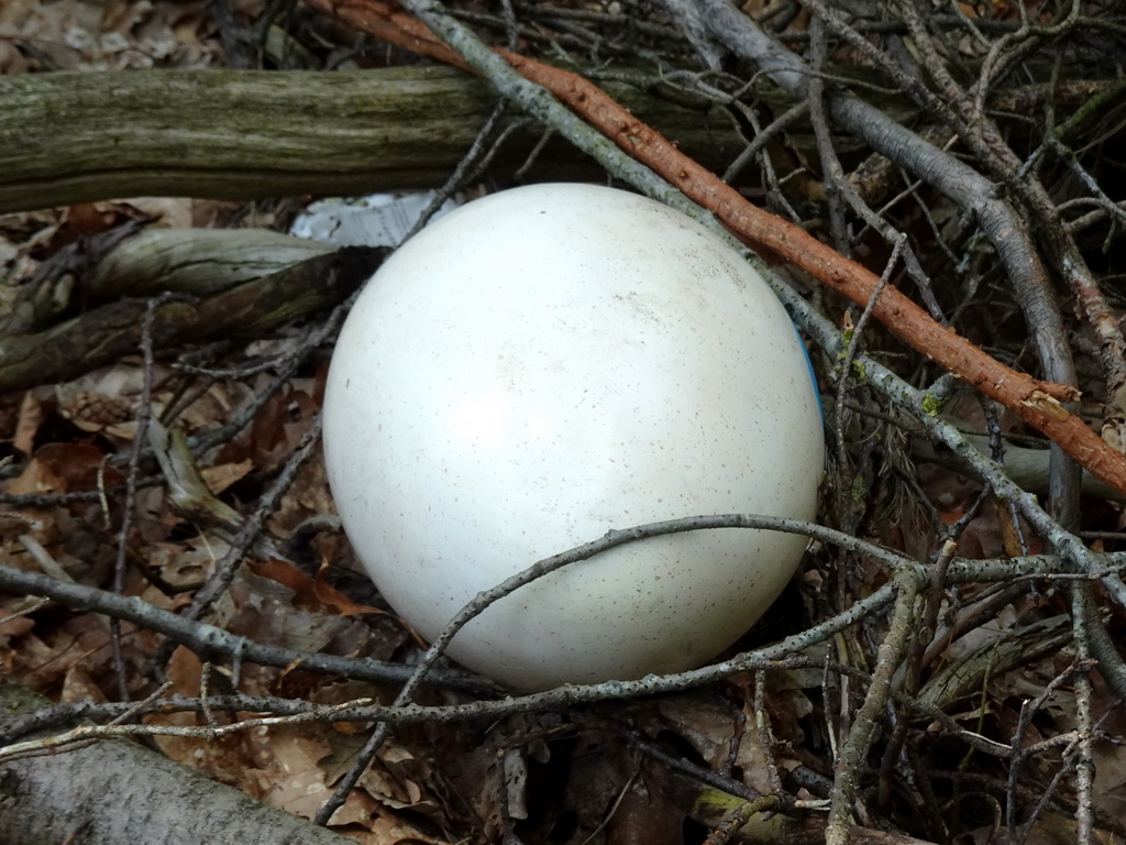 Egg statue in the Oertijdwoud forest of the Oertijdmuseum