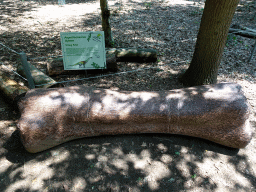 Femur of an Argentinosaurus in the Oertijdwoud forest of the Oertijdmuseum, with explanation