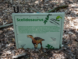 Explanation on the Scelidosaurus in the Oertijdwoud forest of the Oertijdmuseum