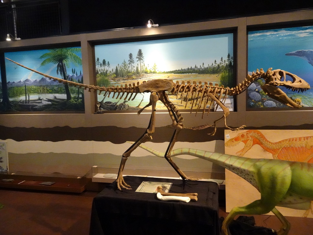 Skeleton of a Betasuchus at the Lower Floor of the Museum Building of the Oertijdmuseum