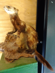 Stuffed Mink at the walkway from the the Lower Floor to the Upper Floor of the Museum Building
