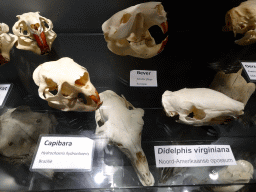 Skulls of a Capybara, a Eurasian Beaver and an Opossum at the Upper Floor of the Museum Building of the Oertijdmuseum, with explanation