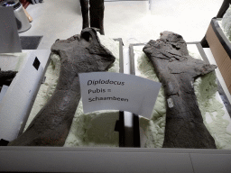 Pubic bones of the Diplodocus skeleton `Kirby` at the paleontological laboratory at the Upper Floor of the Museum Building of the Oertijdmuseum