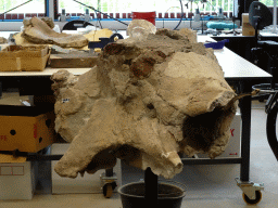 Rock with Triceratops bones at the paleontological laboratory at the Upper Floor of the Museum Building of the Oertijdmuseum