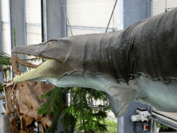 Statue of a Mosasaurus at the Dinohal building of the Oertijdmuseum, viewe from the Middle Floor