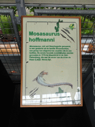 Explanation on the Mosasaurus at the Middle Floor of the Dinohal building of the Oertijdmuseum