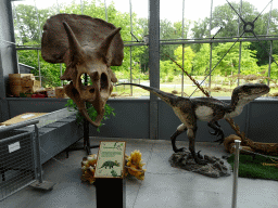 Skull of a Triceratops and dinosaur statues at the Lower Floor of the Dinohal building of the Oertijdmuseum, with explanation