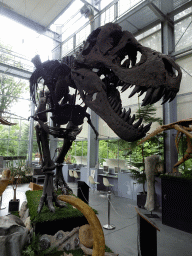 Skeleton of the Tyrannosaurus Rex `Sue` at the Lower Floor of the Dinohal building of the Oertijdmuseum