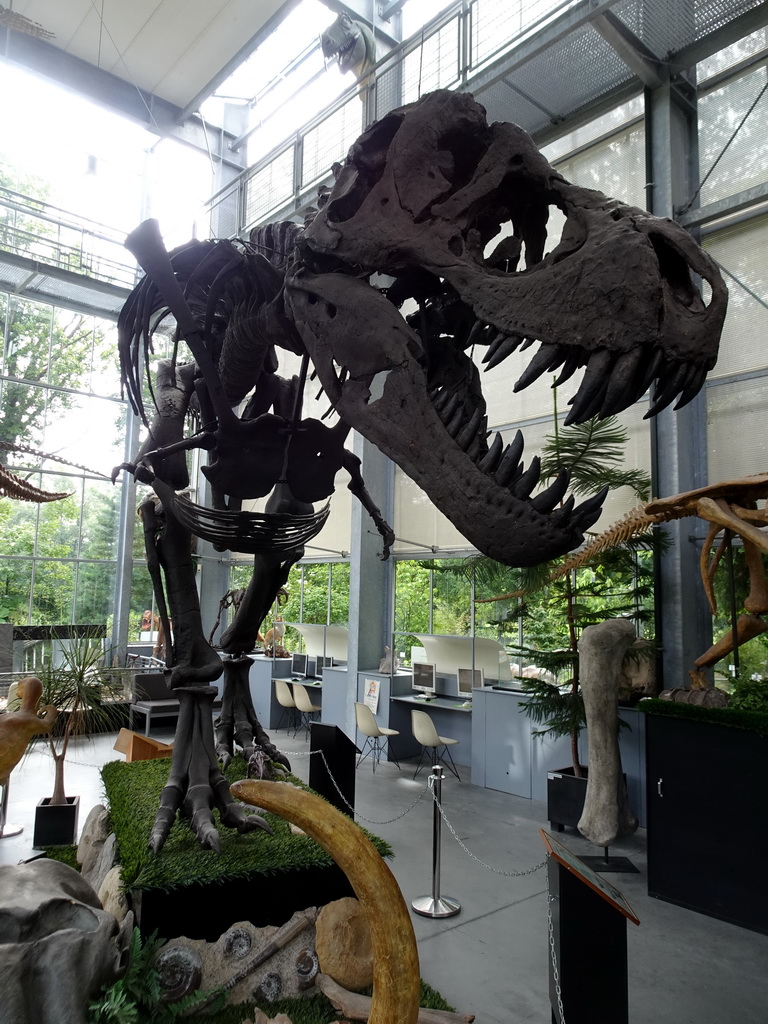 Skeleton of the Tyrannosaurus Rex `Sue` at the Lower Floor of the Dinohal building of the Oertijdmuseum