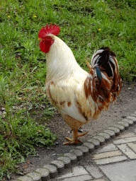 Rooster in the garden of the Oertijdmuseum