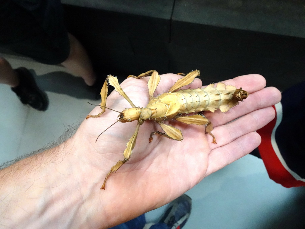 Tim`s hand with an Australian Walking Stick at the lower floor of the Reptielenhuis De Aarde zoo