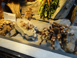 Tarantula skins at the lower floor of the Reptielenhuis De Aarde zoo, with explanation