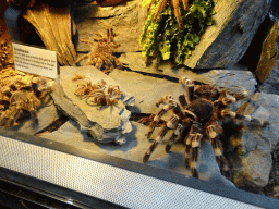 breda_10_006 - 396 kb - 1024x768 - Tarantula skins at the lower floor of the Reptielenhuis De Aarde zoo, with explanation Tarantula skins at the lower floor of the Reptielenhuis De Aarde zoo, with explanation
