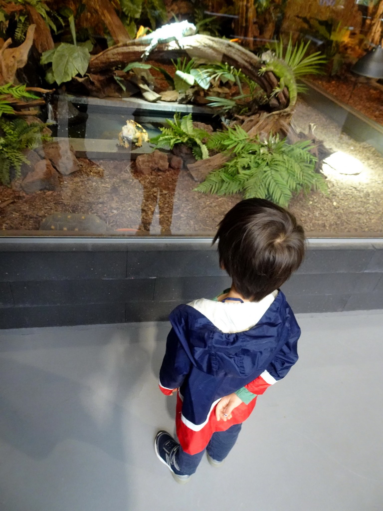 Max with Green Iguanas at the lower floor of the Reptielenhuis De Aarde zoo
