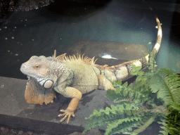 Green Iguana at the lower floor of the Reptielenhuis De Aarde zoo