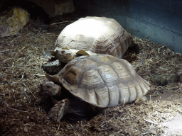 African Spurred Tortoises at the lower floor of the Reptielenhuis De Aarde zoo