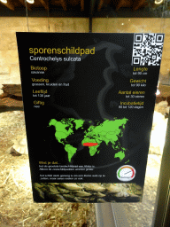 Explanation on the African Spurred Tortoise at the lower floor of the Reptielenhuis De Aarde zoo