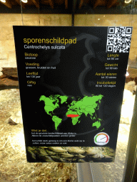 breda_10_011 - 294 kb - 768x1024 - Explanation on the African Spurred Tortoise at the lower floor of the Reptielenhuis De Aarde zoo Explanation on the African Spurred Tortoise at the lower floor of the Reptielenhuis De Aarde zoo
