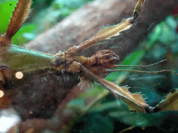 Australian Walking Stick at the lower floor of the Reptielenhuis De Aarde zoo