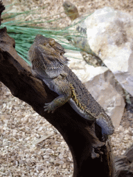 Bearded Dragon at the lower floor of the Reptielenhuis De Aarde zoo