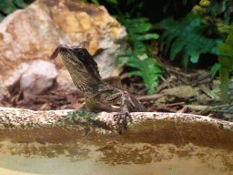 Young Amboina Sail-finned Lizard at the lower floor of the Reptielenhuis De Aarde zoo