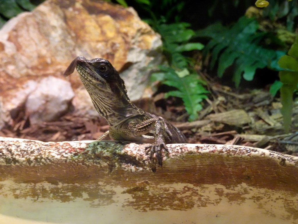 Young Amboina Sail-finned Lizard at the lower floor of the Reptielenhuis De Aarde zoo