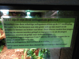 Information on the young Amboina Sail-finned Lizards at the lower floor of the Reptielenhuis De Aarde zoo