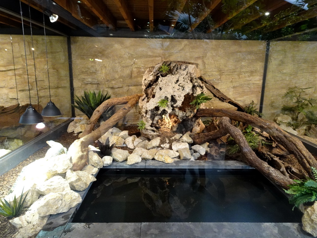 Asian Water Monitor at the lower floor of the Reptielenhuis De Aarde zoo