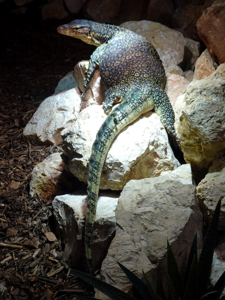 Asian Water Monitor at the lower floor of the Reptielenhuis De Aarde zoo