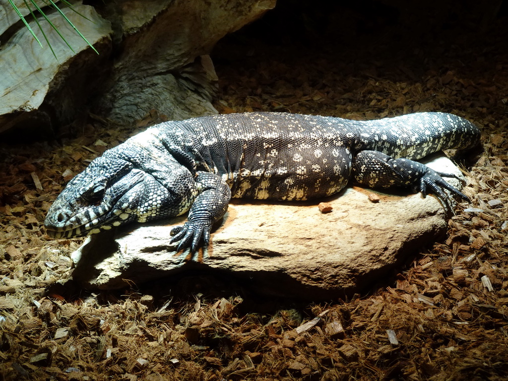 Argentine Black and White Tegu at the upper floor of the Reptielenhuis De Aarde zoo