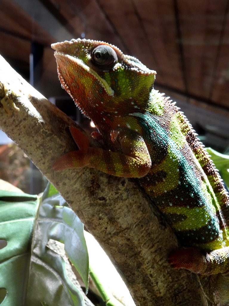 Panther Chameleon at the upper floor of the Reptielenhuis De Aarde zoo