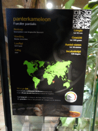 Explanation on the Panther Chameleon at the upper floor of the Reptielenhuis De Aarde zoo