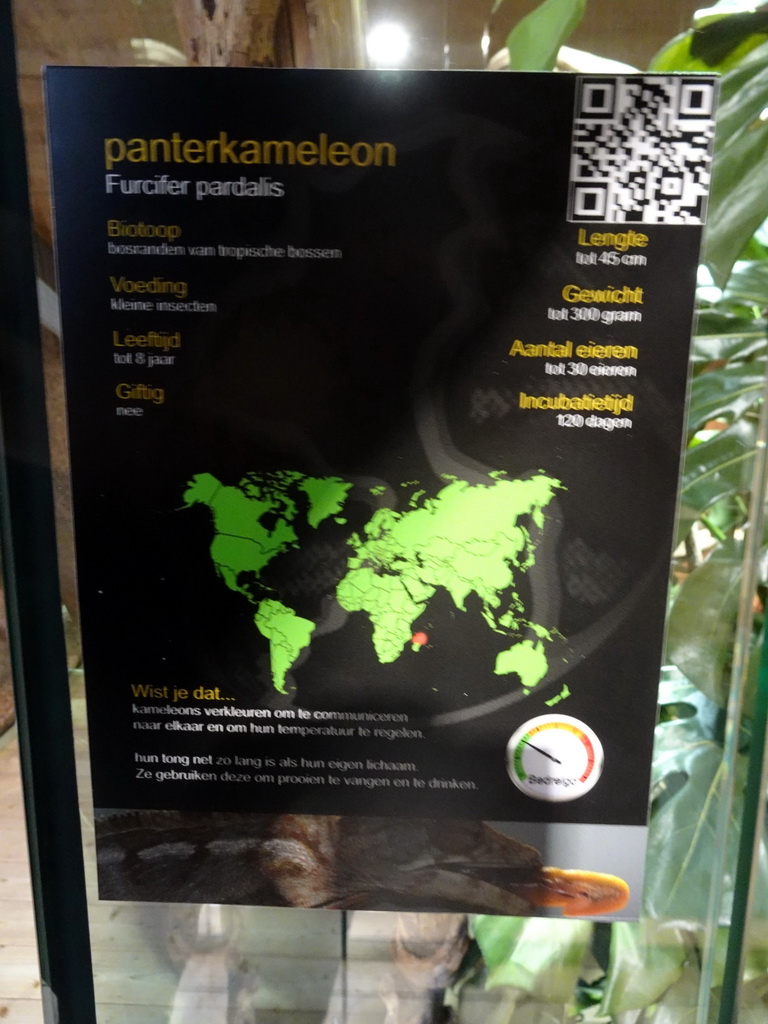 Explanation on the Panther Chameleon at the upper floor of the Reptielenhuis De Aarde zoo