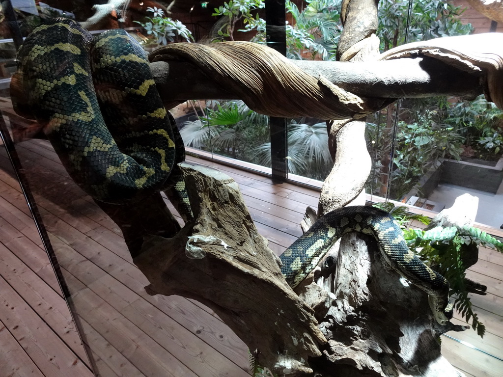 Carpet Python at the upper floor of the Reptielenhuis De Aarde zoo