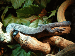 Blue-spotted Tree Monitor at the upper floor of the Reptielenhuis De Aarde zoo