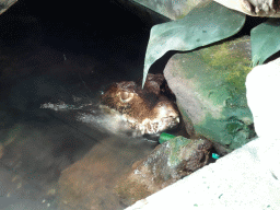 Cuvier`s Dwarf Caiman at the upper floor of the Reptielenhuis De Aarde zoo