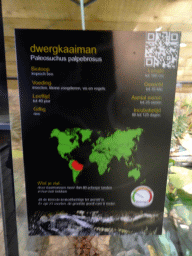 Explanation on the Cuvier`s Dwarf Caiman at the upper floor of the Reptielenhuis De Aarde zoo