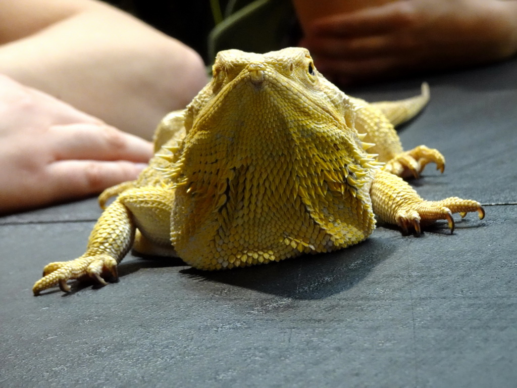 Bearded Dragon at the lower floor of the Reptielenhuis De Aarde zoo