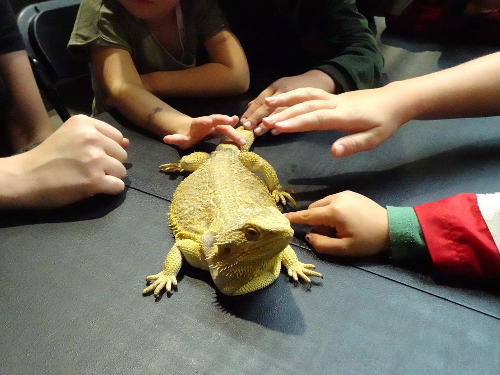 Bearded Dragon at the lower floor of the Reptielenhuis De Aarde zoo