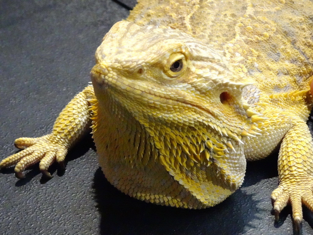 Bearded Dragon at the lower floor of the Reptielenhuis De Aarde zoo