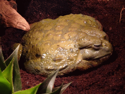 African Bullfrog at the lower floor of the Reptielenhuis De Aarde zoo